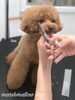 くうちゃんカット中〜「秋のオプションキャンペーン　^ - ^」