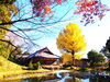 「大福寺の黄葉＆紅葉【静岡県浜松市のグルメ・ショップ・レジャー・イベント情報などをお届け】」