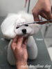 はなちゃんカット中〜「秋のオプションキャンペーン　（＾ν＾）」