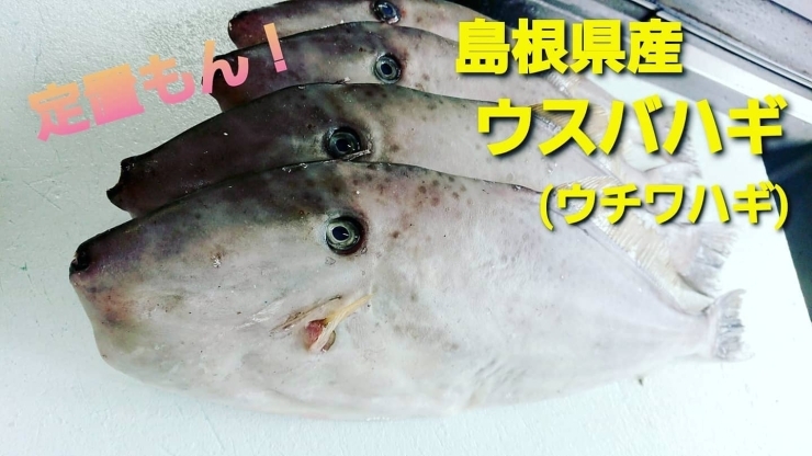 「○本日のお刺身○【しまね定置もん！】ウスバハギ、イモガツオ」