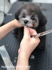 ノアくんカット中〜「秋のオプションキャンペーン　(*´꒳`*)」