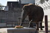 14歳の誕生会「アフリカゾウ「媛」14歳になりました！！」
