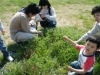 「春の野草☆」