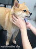 櫂ちゃんドライング中〜「秋のオプションキャンペーン　（＾∇＾）」