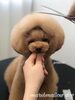ポワンくんカット中〜「秋のオプションキャンペーン　（＾ν＾）」