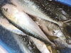 「江戸前の鯖」