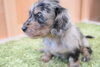 「ミニチュアダックス子犬情報」