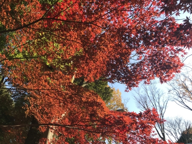 「都筑区の緑道の紅葉たち」