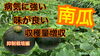 「【プロがお勧め】おいしい南瓜の栽培　タネのハシモト♪」