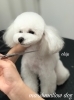 チップくんカット中〜　^o^「冬のオプションキャンペーン　^ - ^」