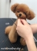 ラテちゃんカット中〜「冬のオプションキャンペーン　(⌒▽⌒)」