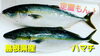 「○本日のお刺身○【定置もん】島根県産ハマチ、【島根県産】天然タイ」