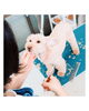 「ドッグトレーナーがいるトリミングサロン♪HappyTail新潟」
