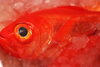 「八千代市、佐倉市の鮮魚店  　京成、東葉勝田台から徒歩10分　 魚や山粋（ヤマスイ)   【12/5特売情報】」