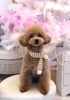 はじめましてのパニくん「はじめまして（＾ν＾）」