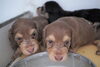 「ミニチュアダックス子犬情報」