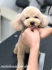 愛ちゃんカット中〜「秋のオプションキャンペーン　^o^」