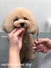 ネネちゃんカット中〜「冬のオプションキャンペーン　^o^」