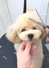 オレオくんカット中〜「冬のオプションキャンペーン　^ - ^」
