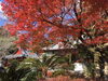 薬師根本堂付近の紅葉「岩水寺の紅葉【静岡県浜松市のグルメ・ショップ・レジャー・イベント情報などをお届け】」