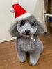 首を傾げる将吉ちゃん✩「今日のわんちゃん♡ （西京区トリミングサロン・ペットホテル・訓練）」