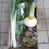 「今週の朝どり野菜詰め合わせ」
