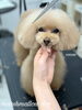 カット中〜ここあちゃん「冬のオプションキャンペーン　^ - ^」