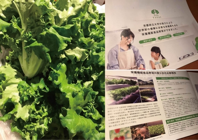 「『リーフレタス』は、地元産の高栄養野菜！」