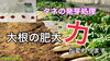 「【大根の種まき】発芽・成長・手法の違いが見れます！　タネのハシモト」