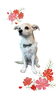「Dog salon mofu mofu　余市町」