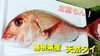 「○本日のお刺身○【島根県産天然タイ】【境港産天然ブリ】」