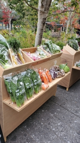 グリーンスプリングス2階でマルシェ開催してます！「⭐カラフル野菜の小山農園、グリーンスプリングスマルシェへ⭐」