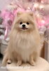 はじめましてのケンタくん「はじめまして^o^」