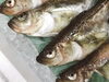 ハタハタ「魚を与えるより釣り竿を与えよ～魚を得て竿を忘る」
