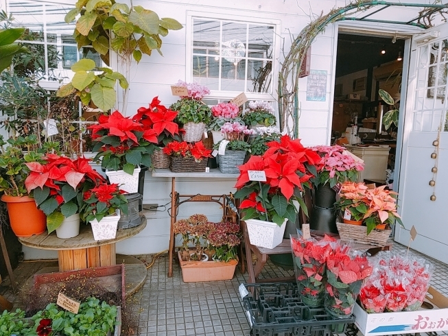 能見台のお花屋さん Hananogaでクリスマスフラワーはいかがですか まいぷれ横浜市磯子区 金沢区 イソカナ編集部のニュース まいぷれ 横浜市磯子区 金沢区