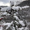 「今日の新見は雪です！」