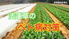 「法蓮草の病気　【種蒔きのコツ・防除体系・圃場条件】　タネのハシモト」