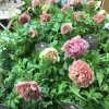 アネモネ アンアリス が入荷しました Casa Fiore カーサフィオーレ のニュース まいぷれ 松江