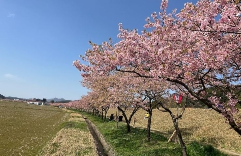 山陰島根県雲南市大東町春殖地区赤川沿い　河津桜