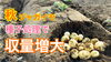 「ジャガイモの秋植え栽培【多収を目指した栽培】　タネのハシモト」