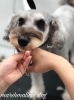 ビートくんカット中〜「冬のオプションキャンペーン　^ - ^」