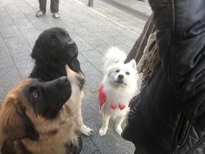 「柴又の名犬！かわいいトリプルワンちゃん♪{柴又駅近♪葛飾散歩♪昼飲み♪映える喫茶♪レトロ♪食べ歩き最高♪子連れok♪ランチ♪お持ち帰り♪テラス席♪｝」