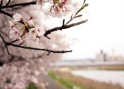 浅川をバックに満開の桜