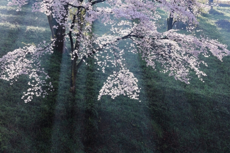 米美知子「賛美華」「今月から新しい企画展　米美知子新春写真展「桜（はな）もよう」がスタートしました」