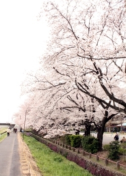 綺麗なピンク色だと思いませんか