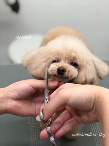 チョコレートちゃんカット中〜「冬のオプションキャンペーン　^ - ^」