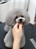 ジャムちゃんカット中〜「冬のオプションキャンペーン　（＾ν＾）」