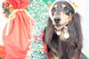 「ミニチュアダックス子犬情報」