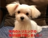 「おかげさまで年内のトリミングの ご予約はいっぱいとなりました。」