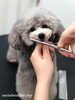 シェリちゃんカット中〜「冬のオプションキャンペーン　^ - ^」